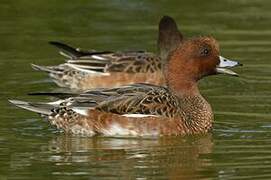 Eurasian Wigeon