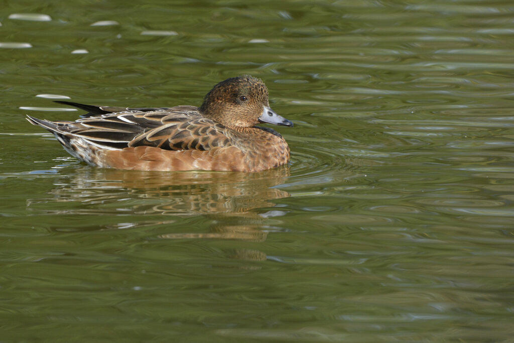 Canard siffleur femelle adulte