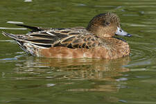 Canard siffleur