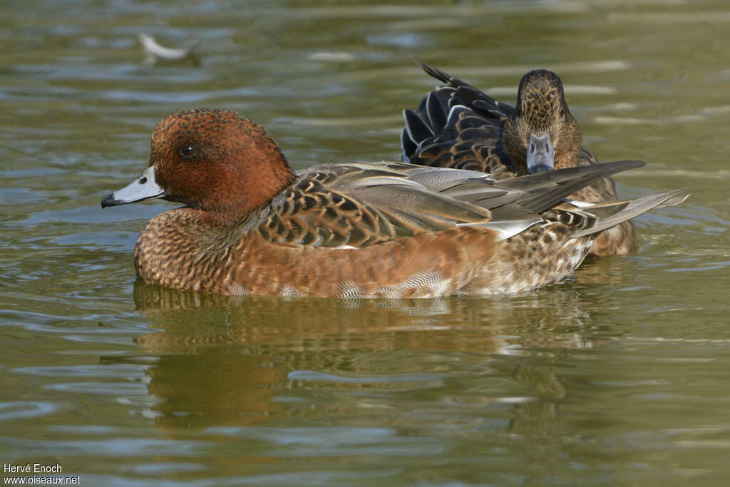 Canard siffleuradulte transition, identification