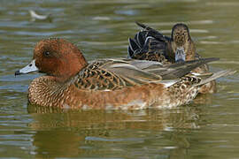 Eurasian Wigeon