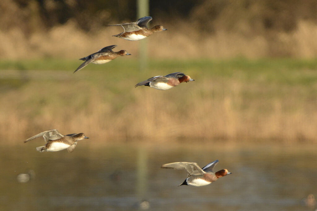 Canard siffleur, Vol