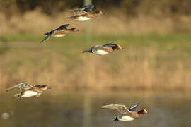 Canard siffleur