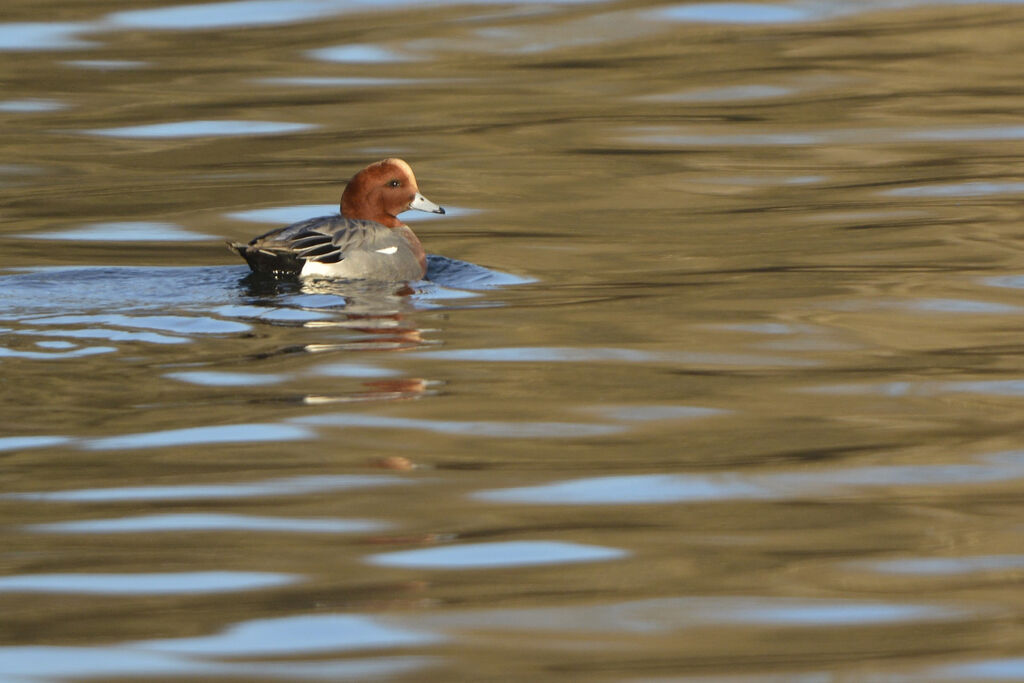 Canard siffleur mâle adulte nuptial