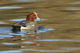 Eurasian Wigeon