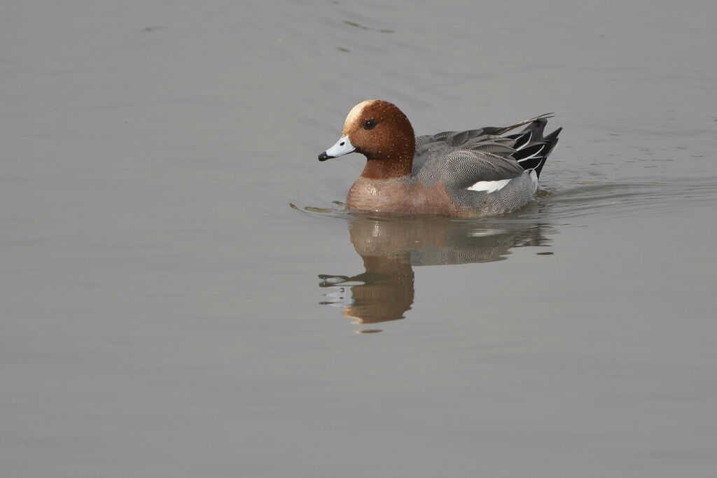 Eurasian Wigeon male adult breeding, identification, swimming