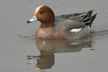 Canard siffleur