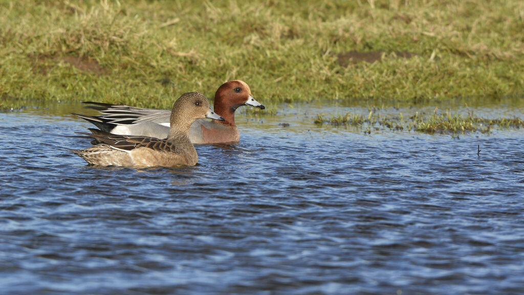 Canard siffleuradulte nuptial, nage