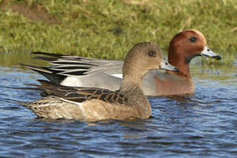 Canard siffleur