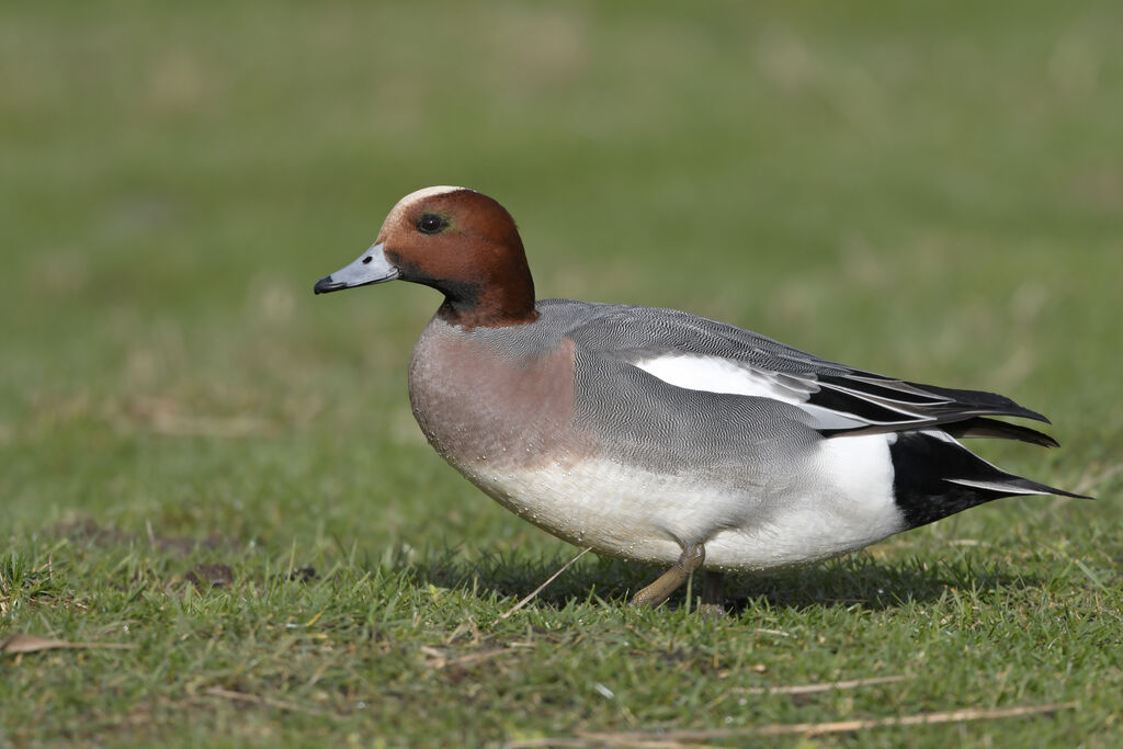 Eurasian Wigeon male adult breeding, identification