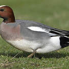 Canard siffleur