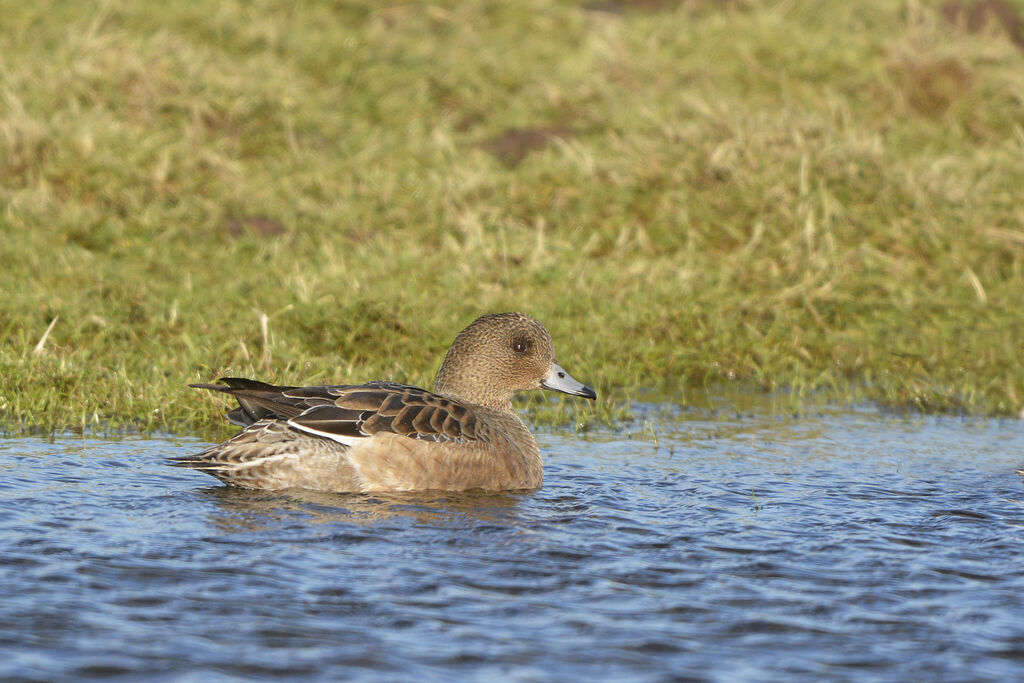 Eurasian Wigeon female adult, identification