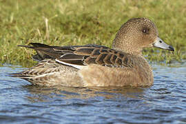 Eurasian Wigeon