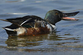 Canard souchet