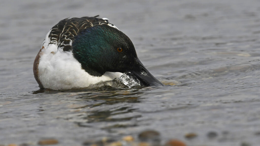 Canard souchet mâle subadulte, régime