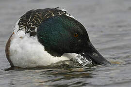 Northern Shoveler