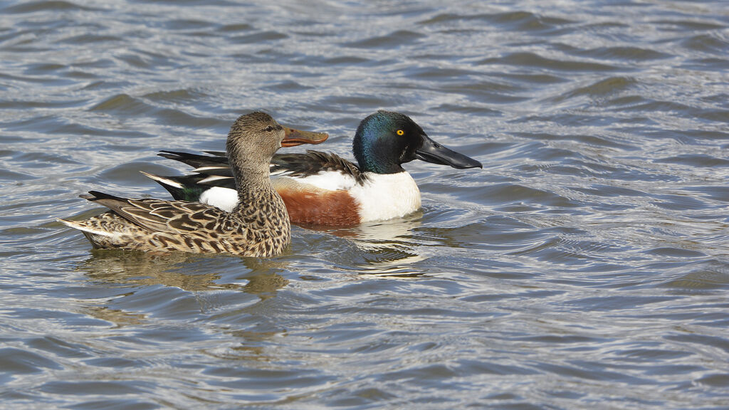 Canard souchetadulte nuptial