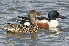 Canard souchet