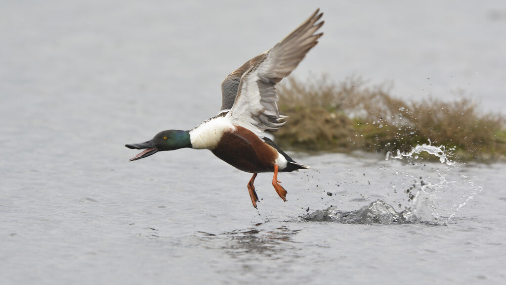 Northern Shoveler male adult breeding, Flight