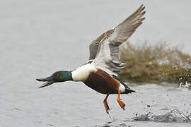 Northern Shoveler