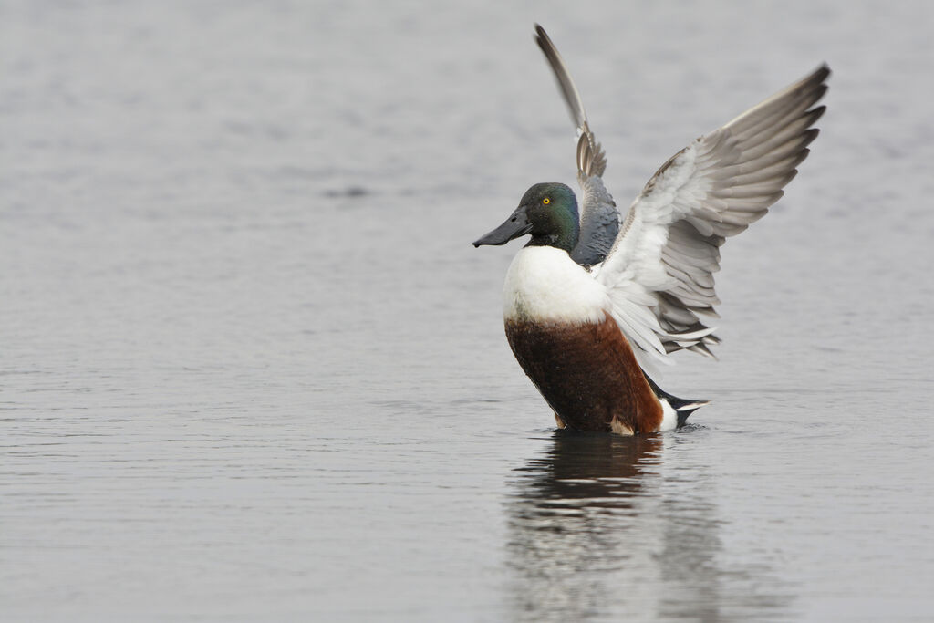 Northern Shoveler male adult breeding, identification