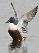 Northern Shoveler