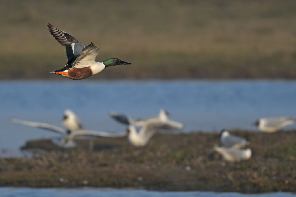 Northern Shoveler male adult breeding, Flight