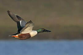 Northern Shoveler