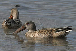 Northern Shoveler