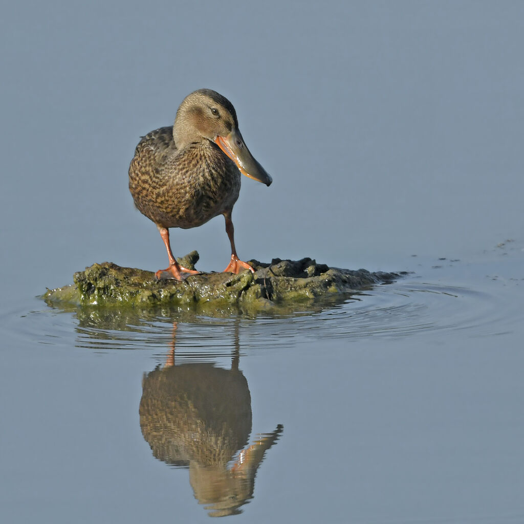 Canard souchet femelle adulte, identification