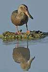 Canard souchet