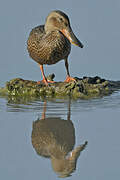 Northern Shoveler