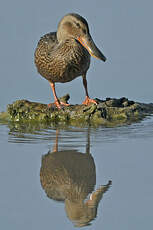 Canard souchet