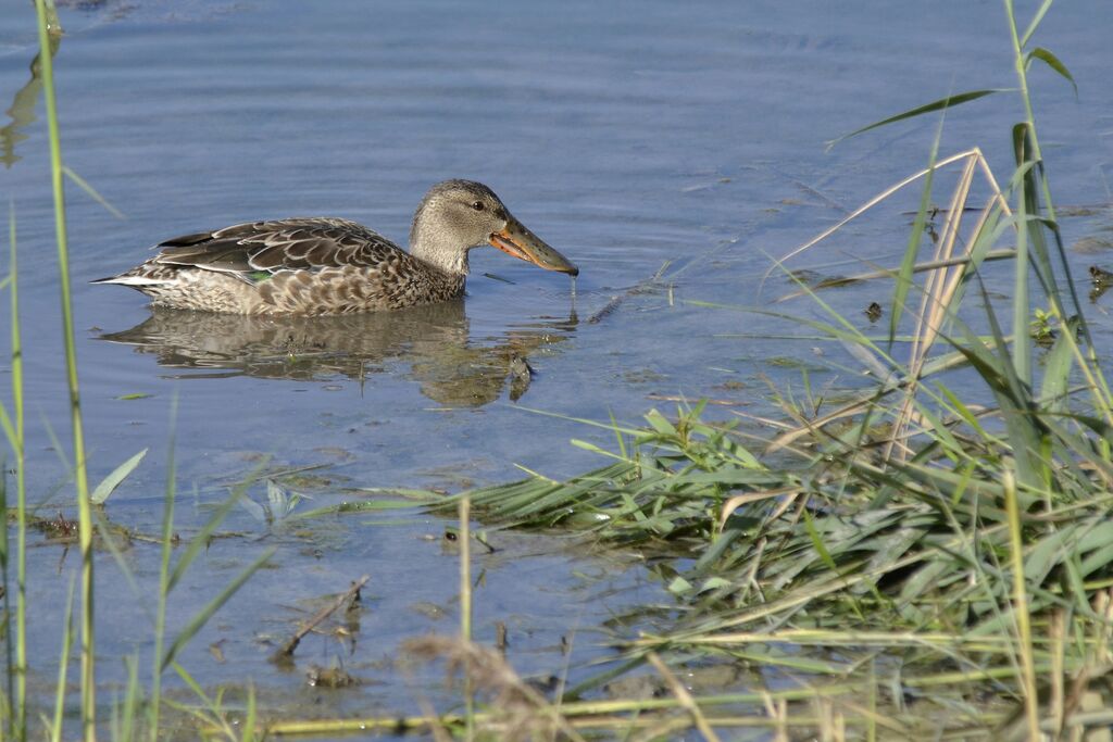 Canard souchet femelle adulte