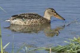 Northern Shoveler