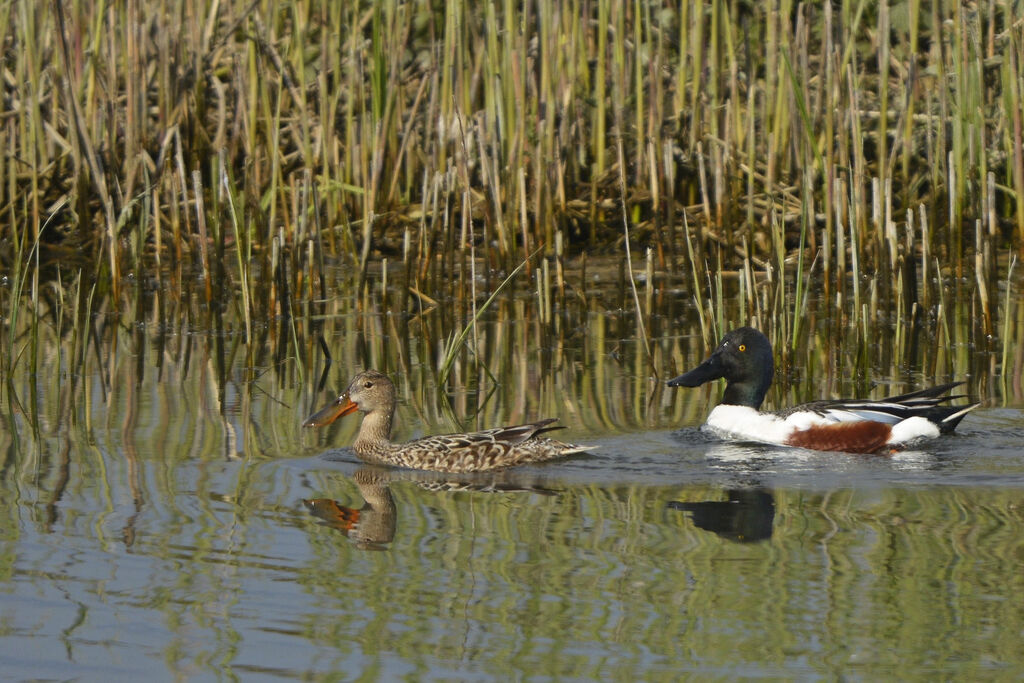 Canard souchetadulte nuptial, pigmentation