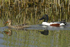 Canard souchet