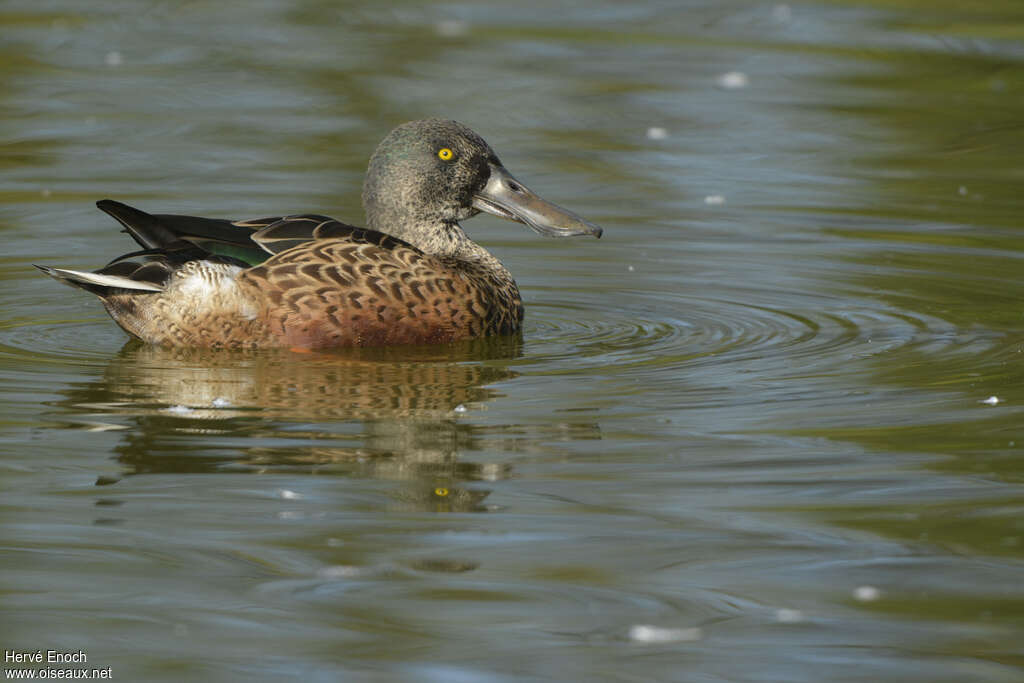 Northern Shoveler male adult post breeding, identification