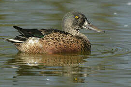 Northern Shoveler