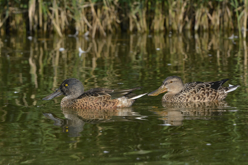 Canard souchet , identification