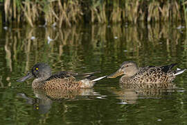 Canard souchet