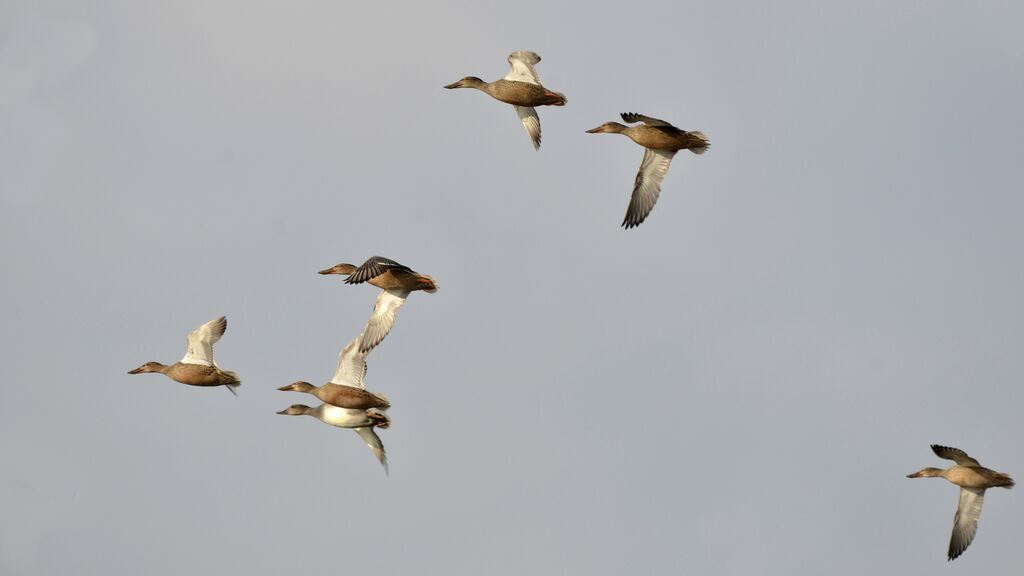 Canard souchet, Vol