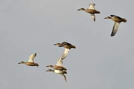 Northern Shoveler