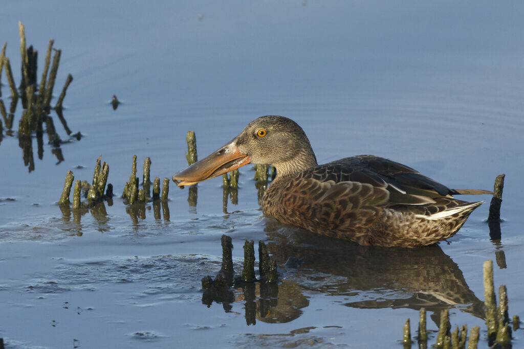 Canard souchet mâle adulte internuptial