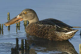 Canard souchet