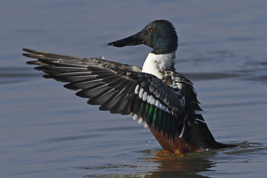 Canard souchetsubadulte, identification