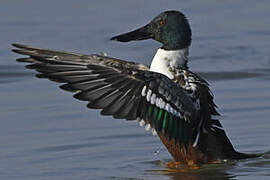 Northern Shoveler