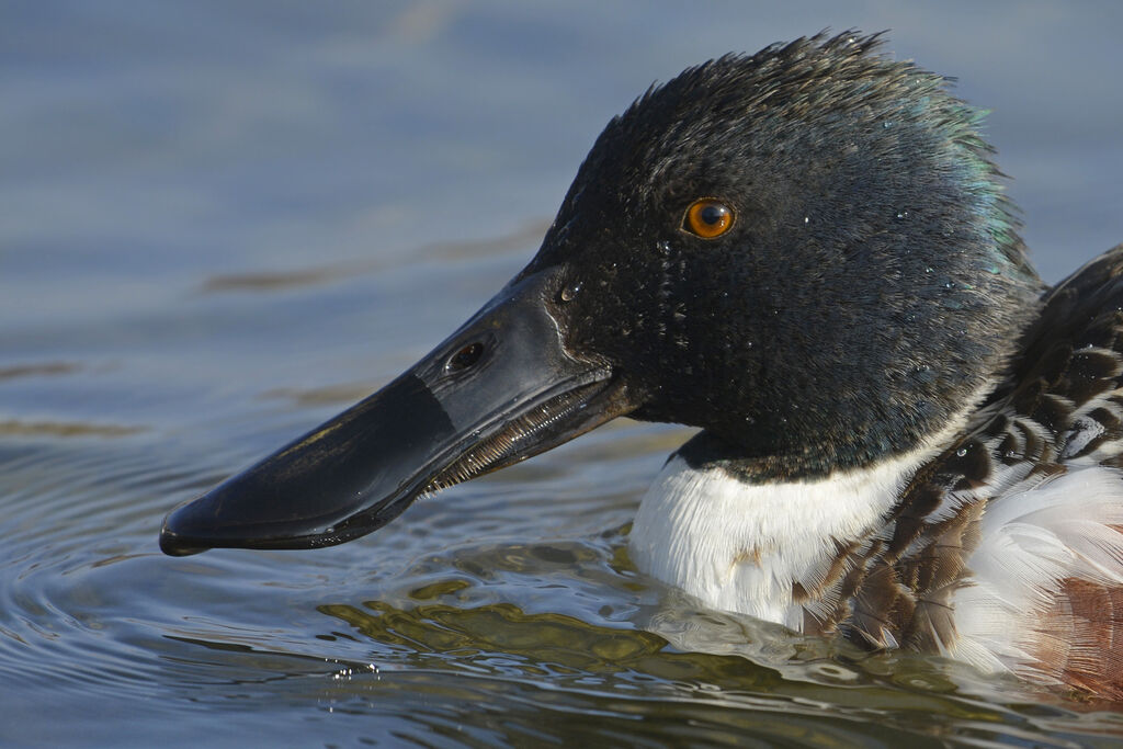 Canard souchetsubadulte, portrait, régime