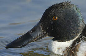 Northern Shoveler