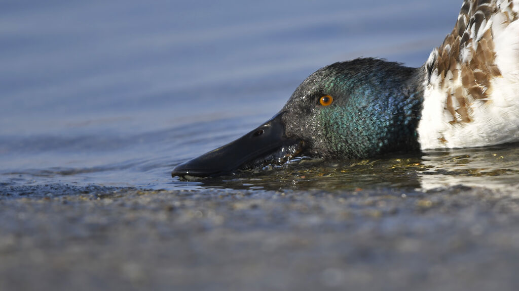 Canard souchet mâle subadulte, portrait, régime